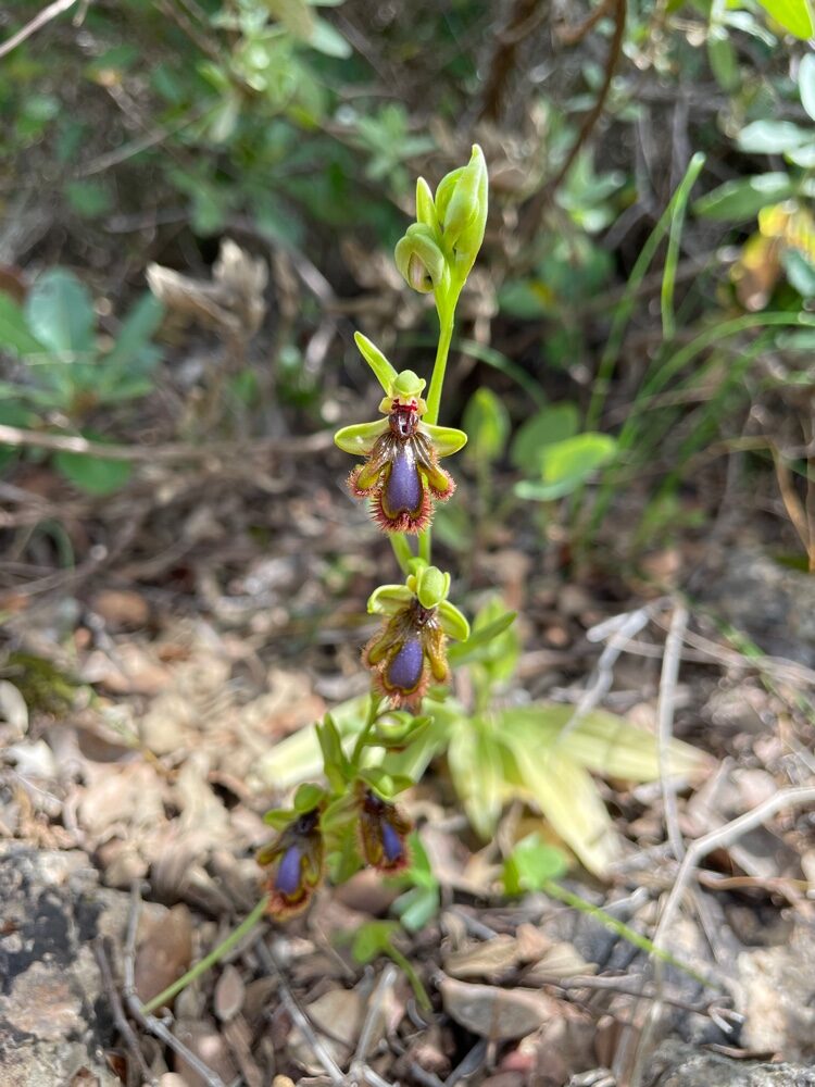 Ophrys vernixia