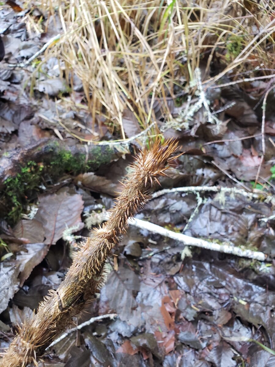 Oplopanax horridus - (Sm.)Miq. (Devil's Club) — photo