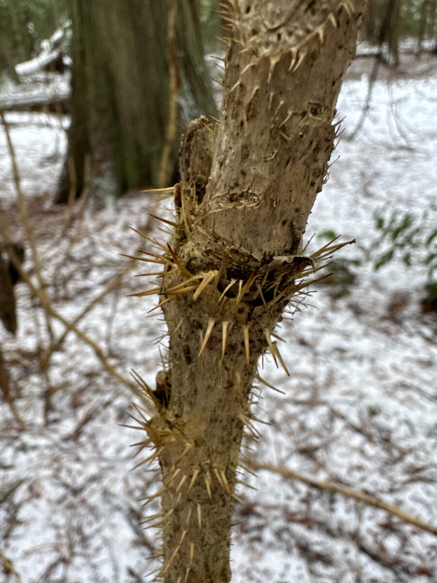 Oplopanax horridus - (Sm.)Miq. (Devil's Club) — photo