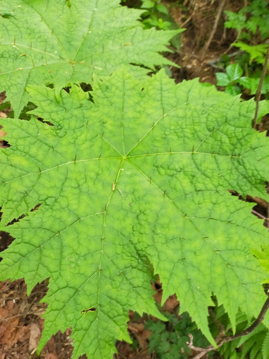 Oplopanax japonicus - (Nakai.)Nakai. — photo