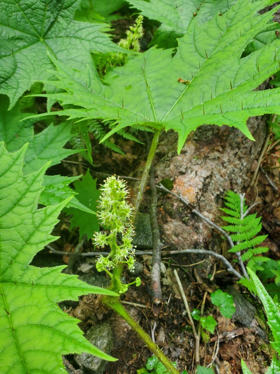 Oplopanax japonicus - (Nakai.)Nakai. — photo