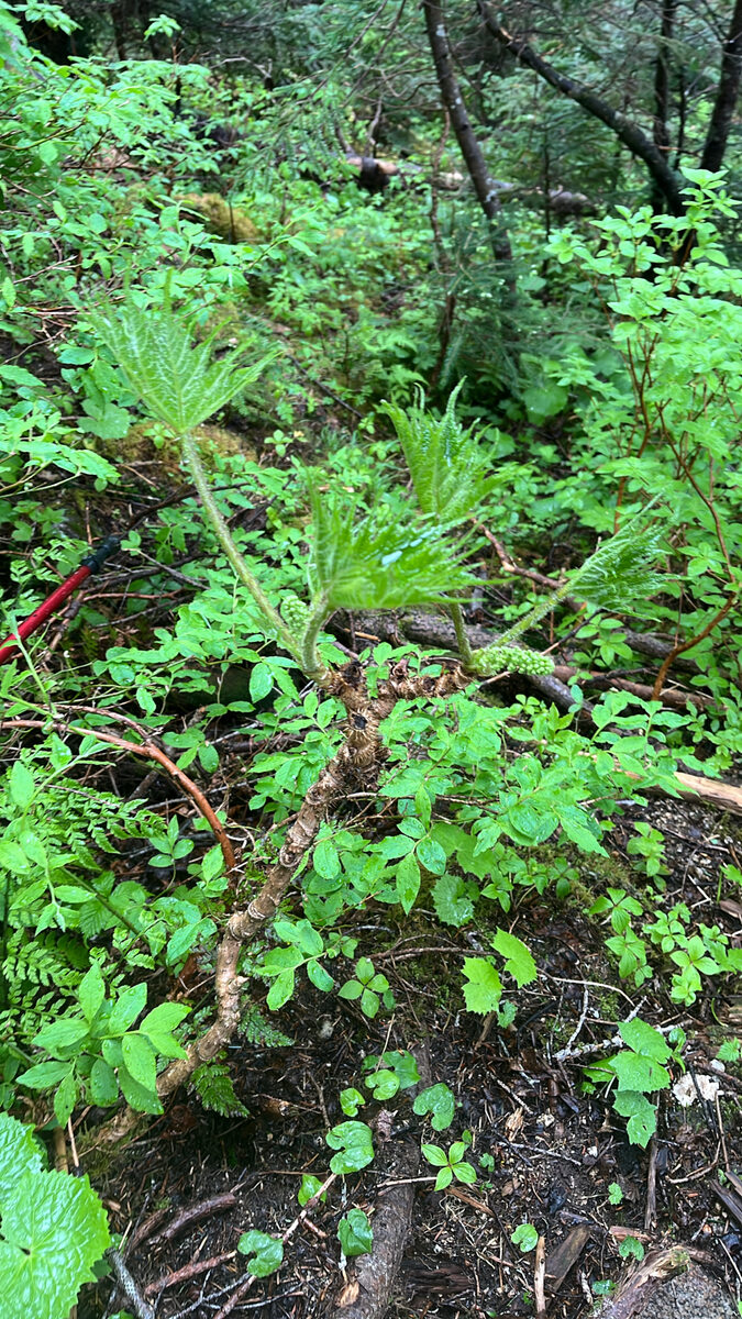 Oplopanax japonicus - (Nakai.)Nakai.