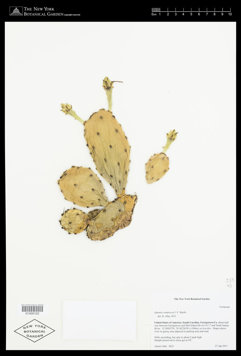 Opuntia compressa - (Salisb.)J.F.MacBr. (Eastern Prickly Pear) — photo