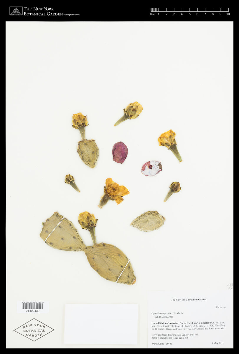 Opuntia compressa - (Salisb.)J.F.MacBr. (Eastern Prickly Pear) — photo