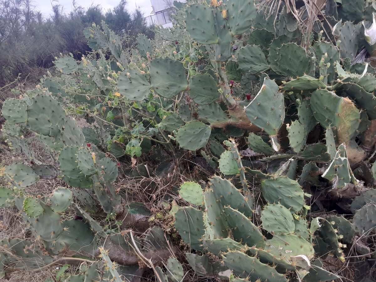 Opuntia dillenii - (Ker (Dillen prickly pear) — photo