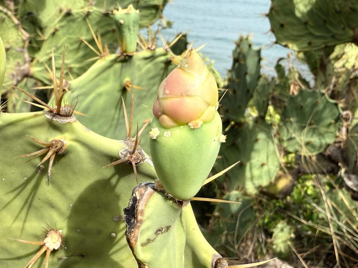 Opuntia dillenii - (Ker (Dillen prickly pear) — photo