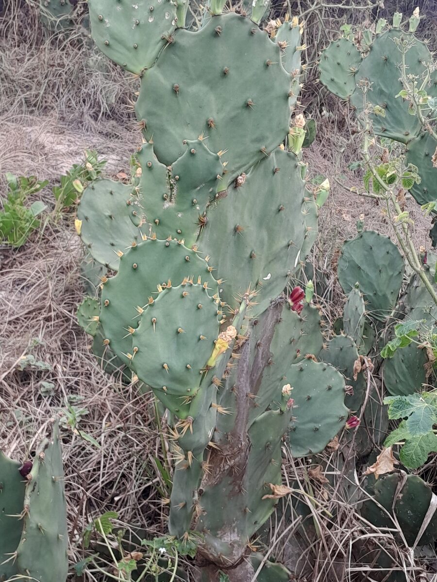 Opuntia dillenii - (Ker
