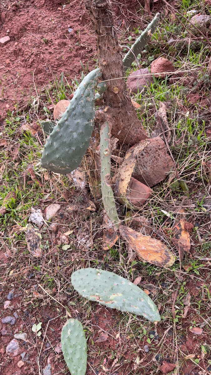 Opuntia ficus-indica - (L.)Mill. (Prickly Pear) — photo
