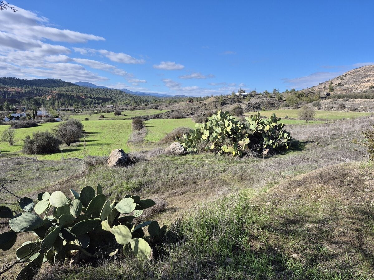 Opuntia ficus-indica - (L.)Mill. (Prickly Pear) — photo