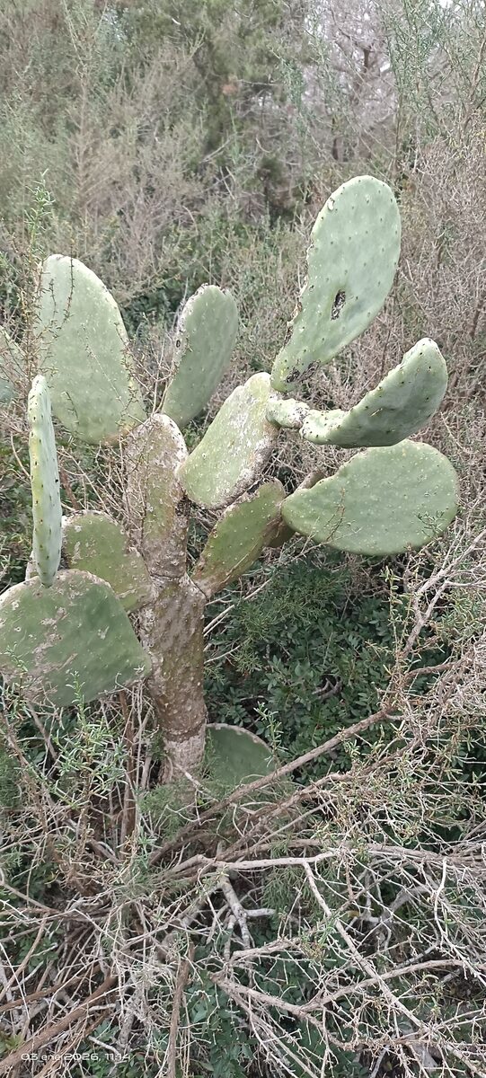 Opuntia ficus-indica - (L.)Mill.