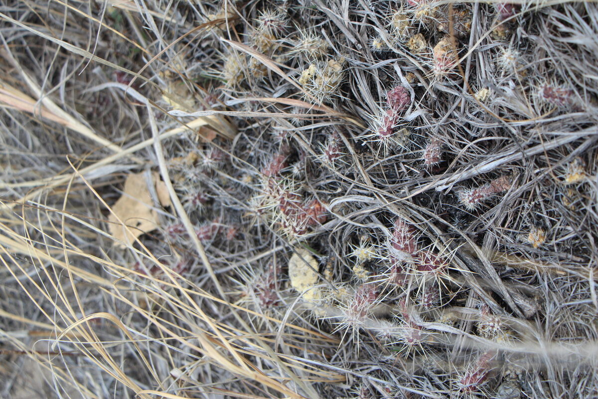 Opuntia fragilis - (Nutt.)Haw. (Prickly Pear) — photo