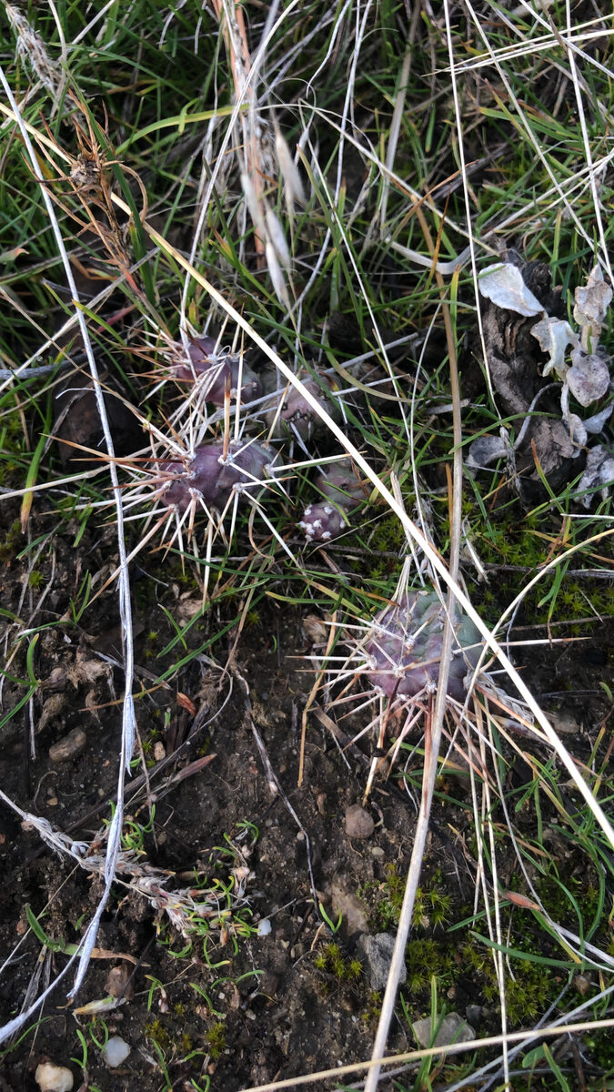 Opuntia fragilis - (Nutt.)Haw. (Prickly Pear) — photo