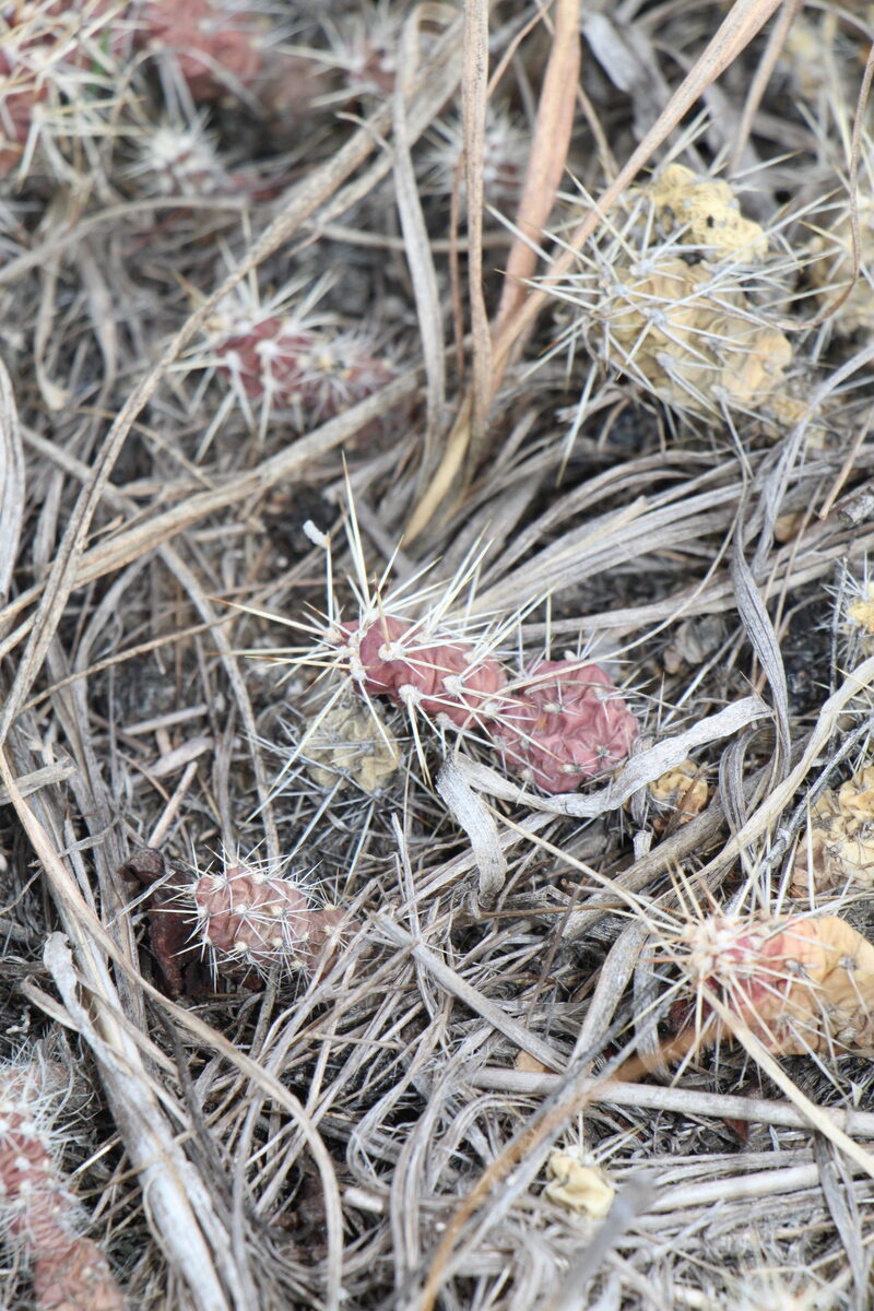Opuntia fragilis - (Nutt.)Haw.