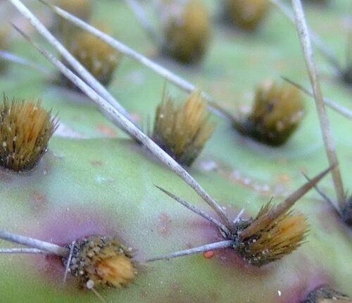 Opuntia howeyi — photo