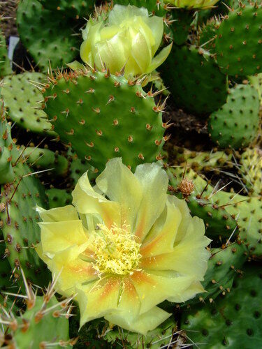 Opuntia howeyi — photo