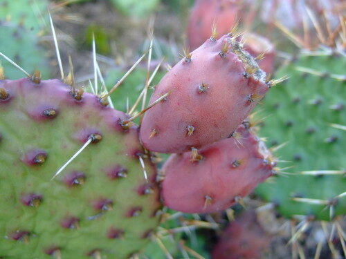 Opuntia howeyi