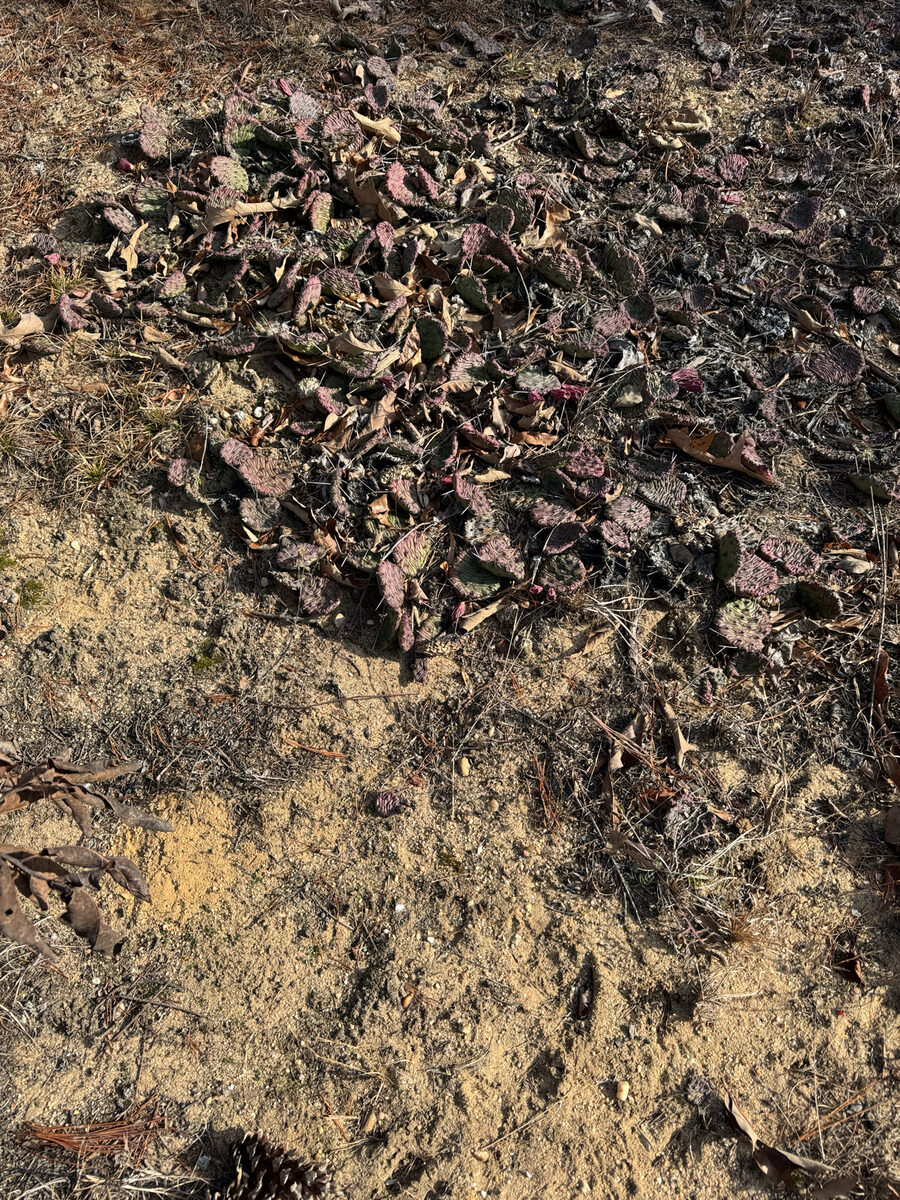 Opuntia humifusa - (Raf.) Raf. (Eastern Prickly Pear) — photo