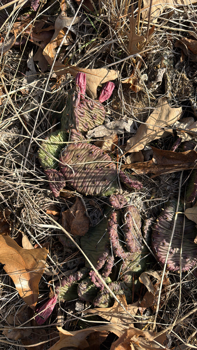 Opuntia humifusa - (Raf.) Raf. (Eastern Prickly Pear) — photo