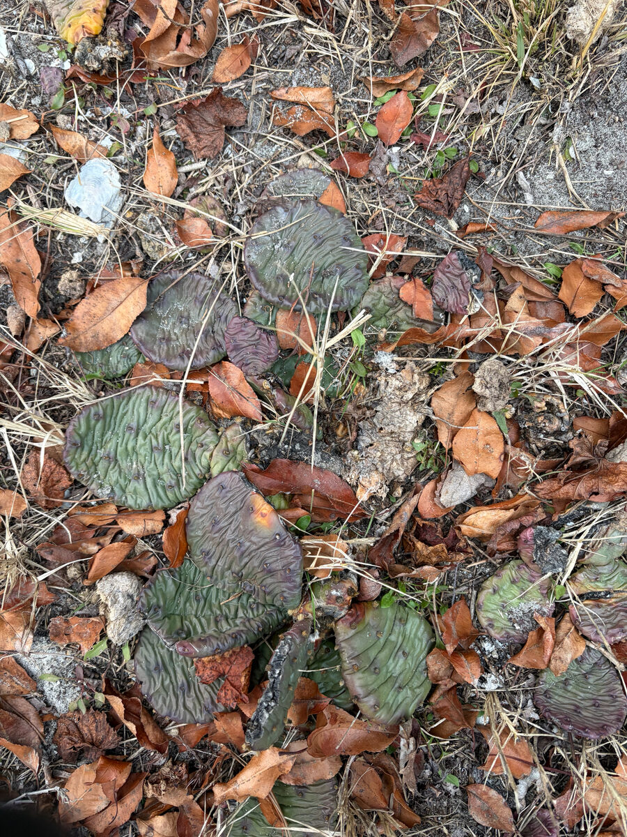 Opuntia humifusa - (Raf.) Raf.