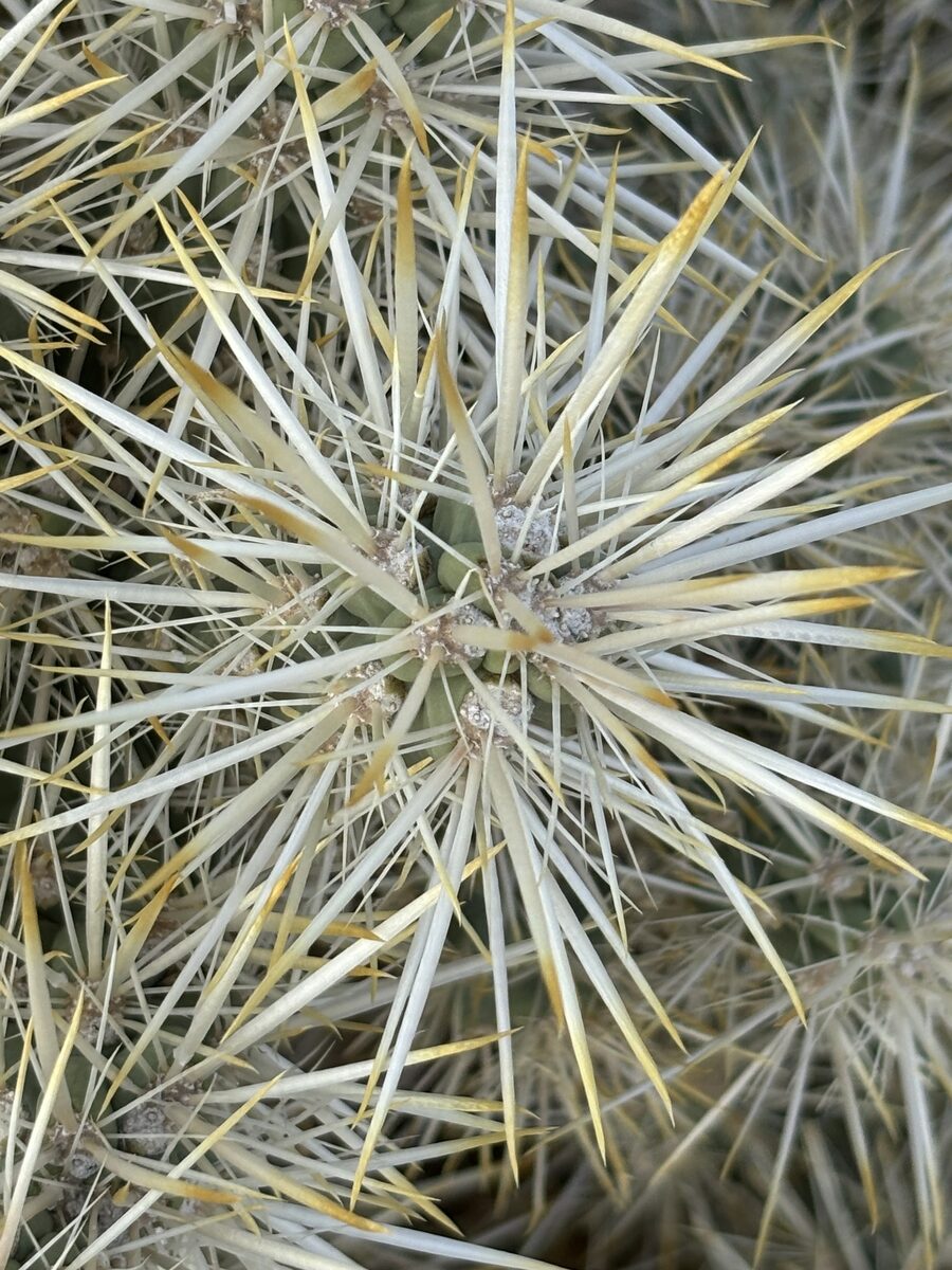 Opuntia imbricata - (Haw.)DC. (Tree Chola) — photo