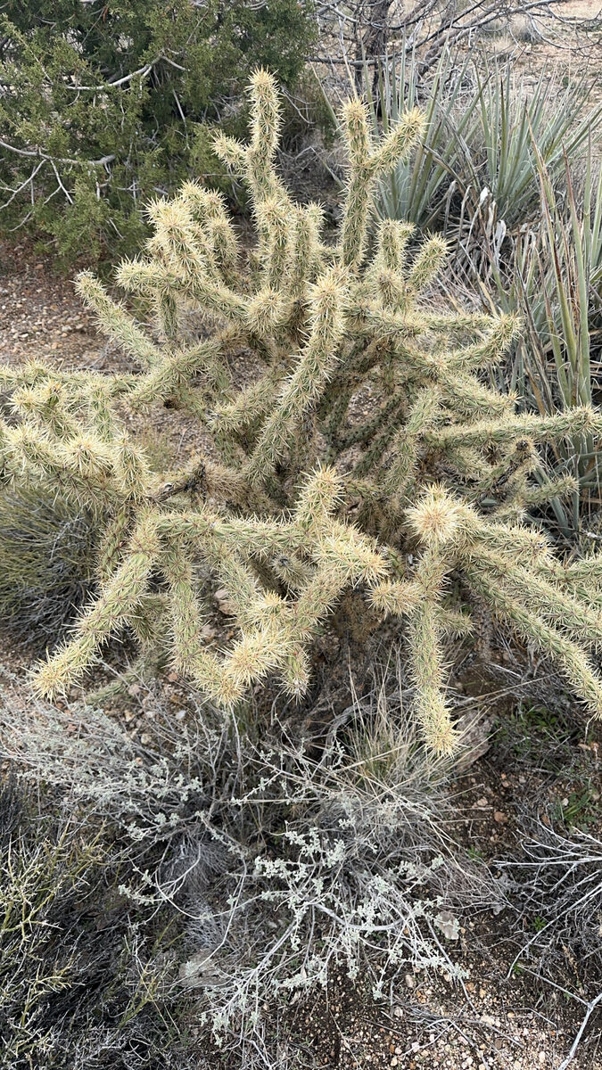 Opuntia imbricata - (Haw.)DC.