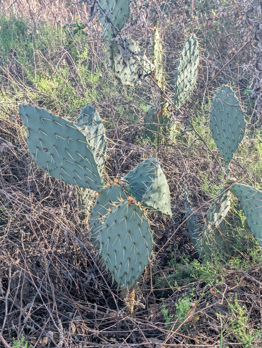 Opuntia littoralis - (Engelm.)Cockerell. (Western Prickly Pear) — photo