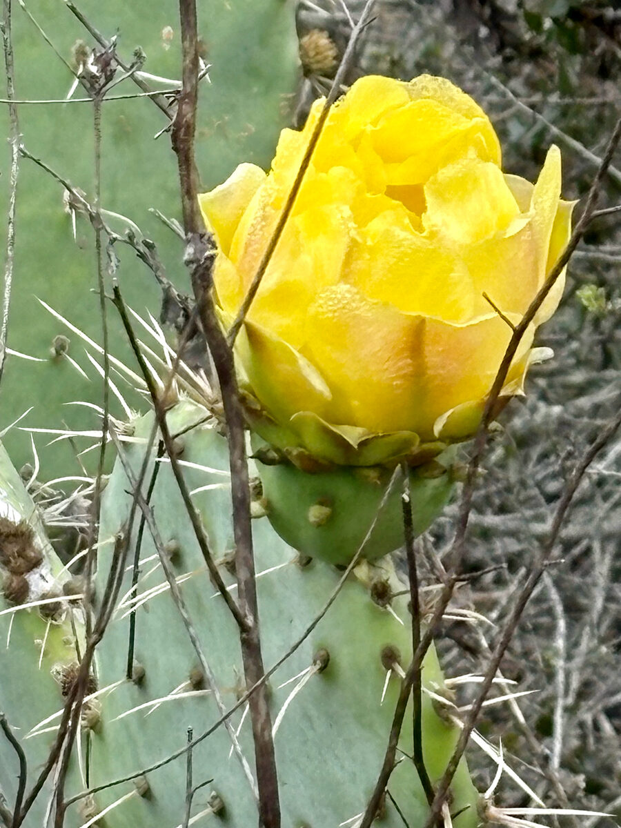 Opuntia littoralis - (Engelm.)Cockerell. (Western Prickly Pear) — photo