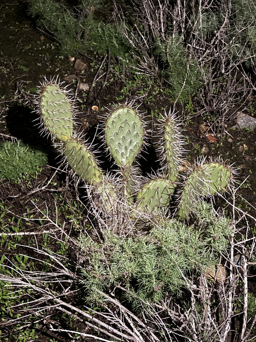 Opuntia littoralis - (Engelm.)Cockerell.
