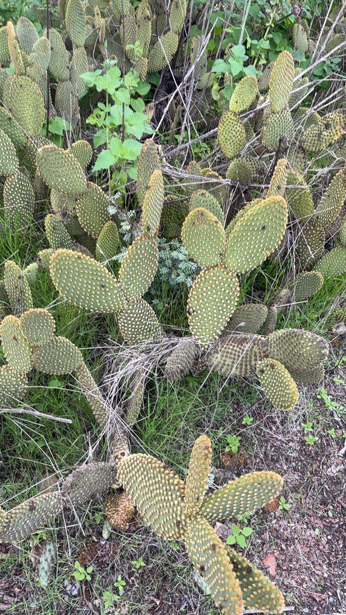 Opuntia microdasys - (Lehm.)Pfeiff. (Bunny Ears) — photo