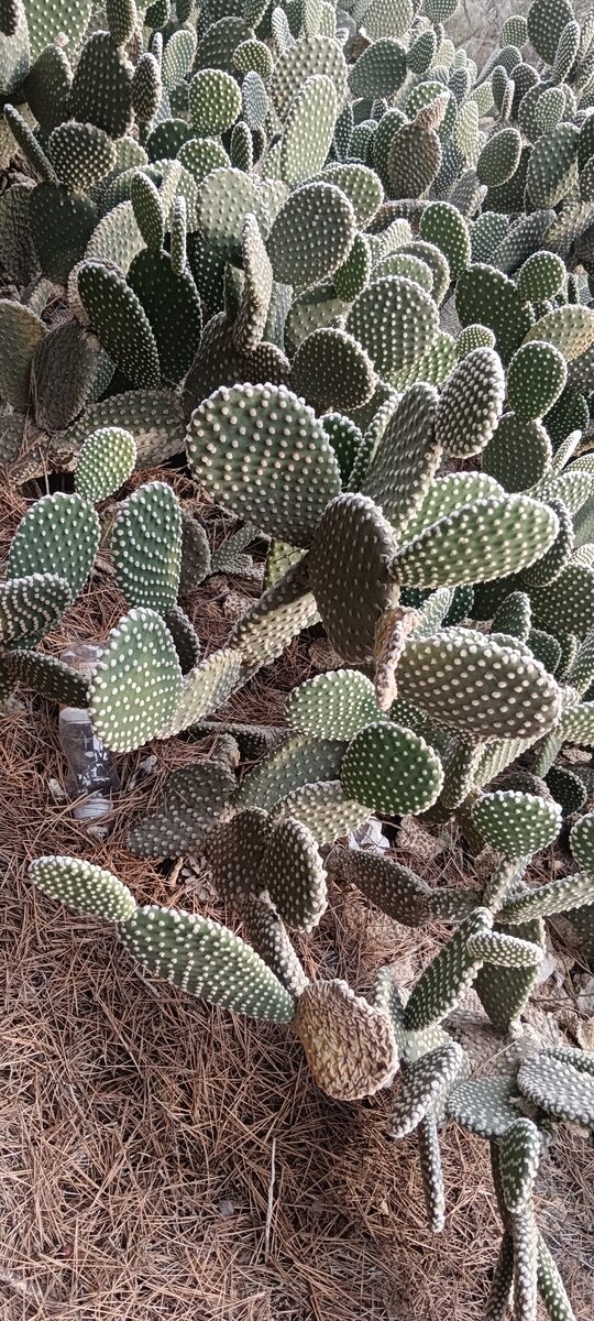 Opuntia microdasys - (Lehm.)Pfeiff. (Bunny Ears) — photo