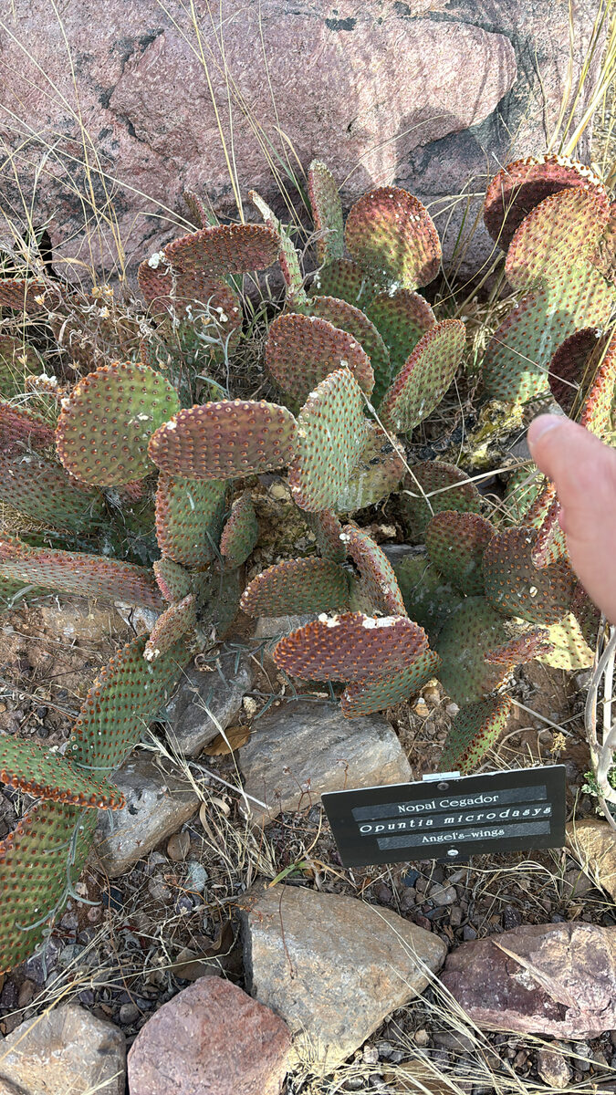 Opuntia microdasys - (Lehm.)Pfeiff.