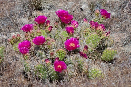 Opuntia polyacantha (Plains Prickly Pear) — photo