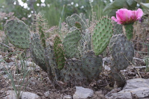 Opuntia polyacantha (Plains Prickly Pear) — photo