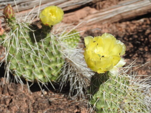 Opuntia polyacantha
