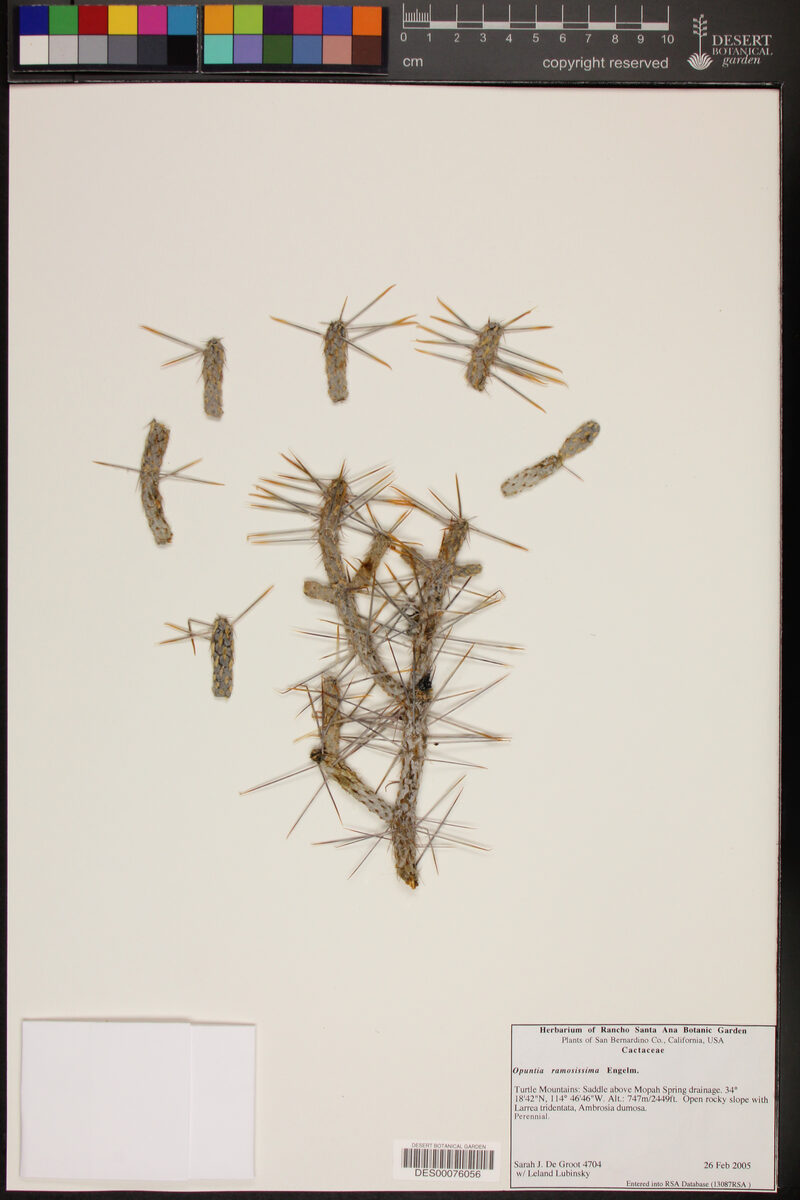 Opuntia ramosissima (Branched Pencil Cholla) — photo