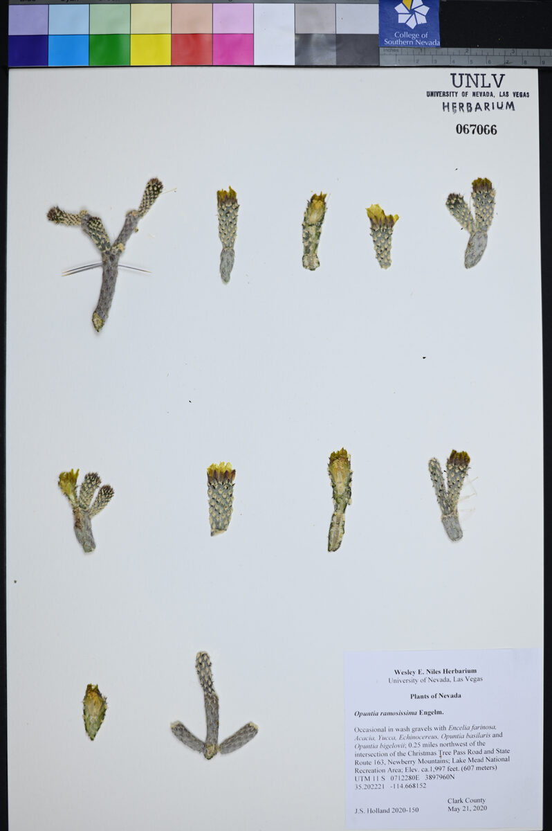Opuntia ramosissima