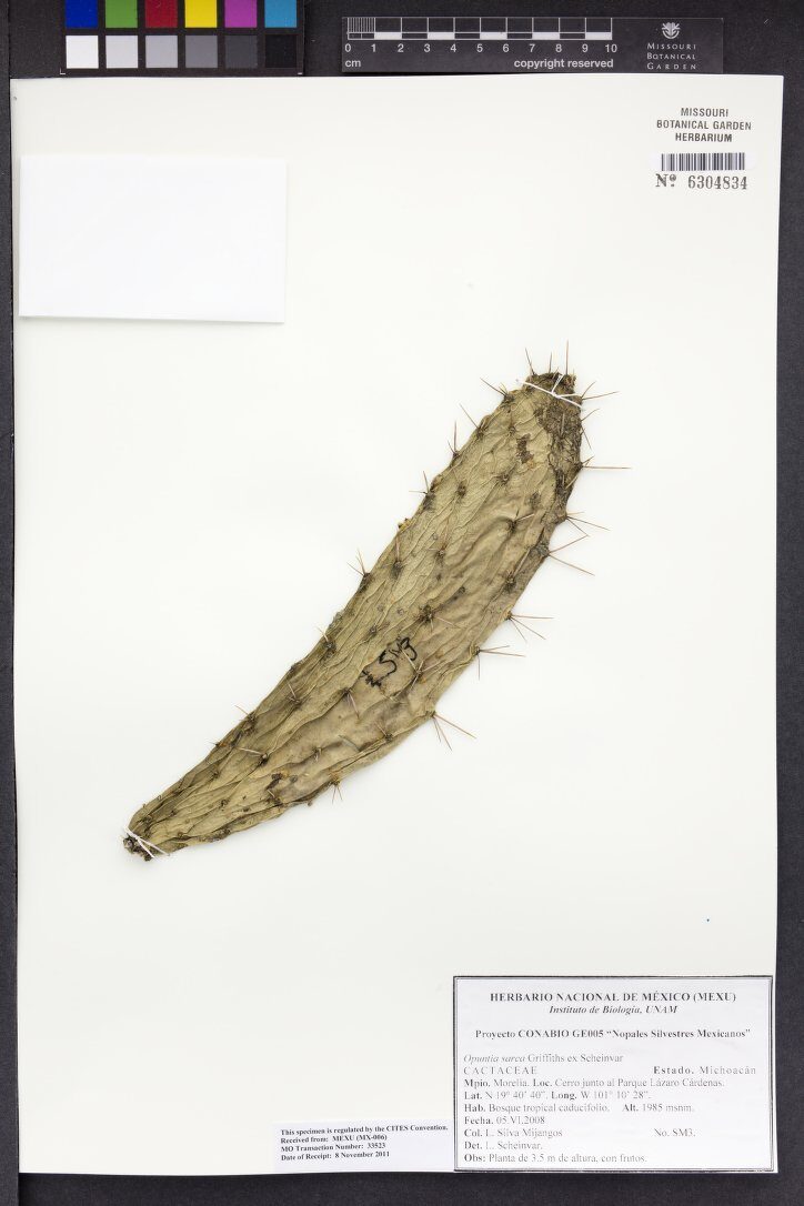 Opuntia sarca — photo