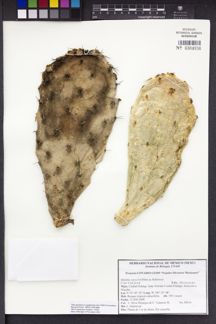 Opuntia sarca — photo