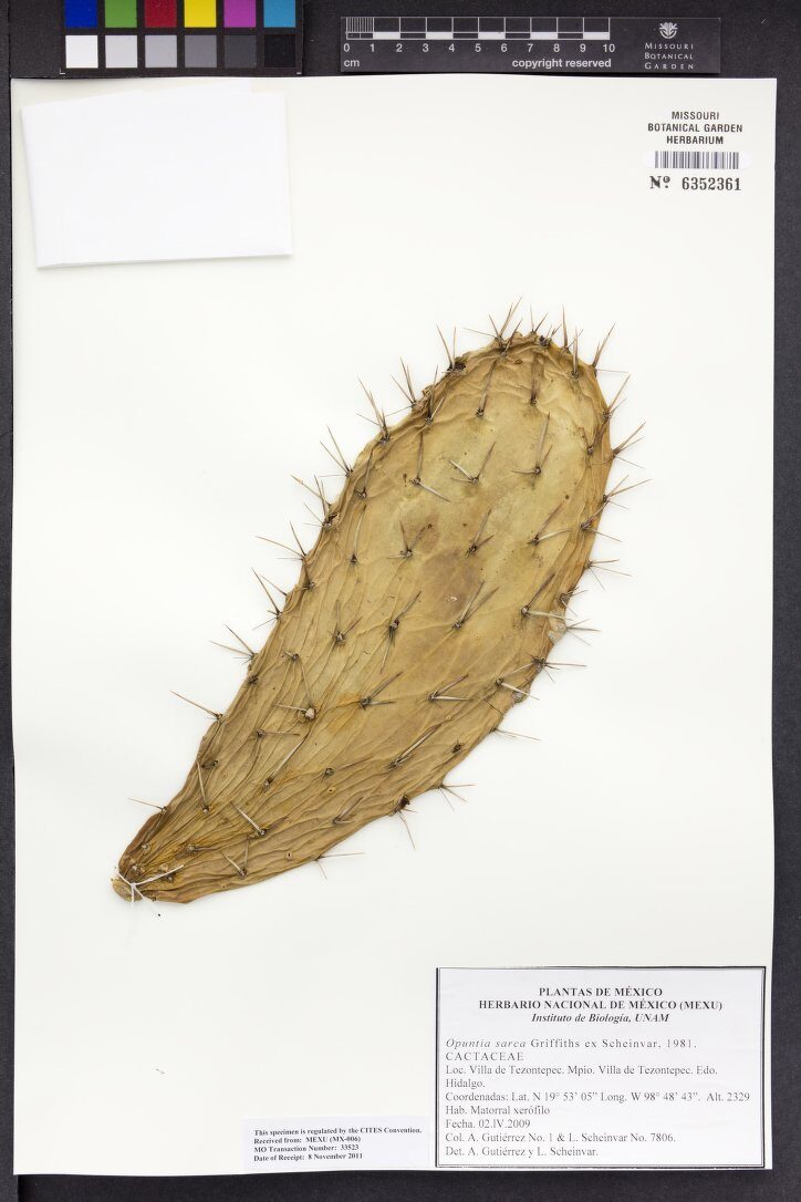 Opuntia sarca