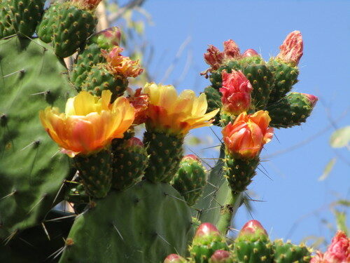 Opuntia tomentosa (Velvet prickly pear) — photo