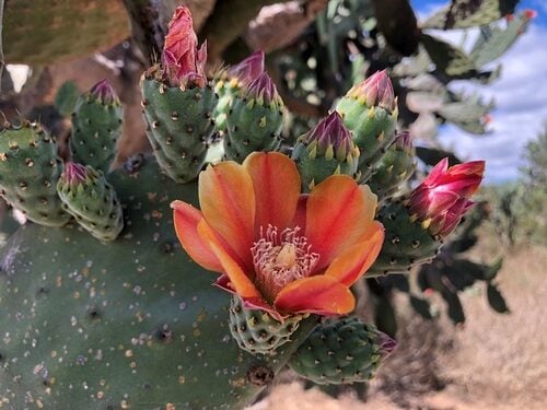 Opuntia tomentosa (Velvet prickly pear) — photo