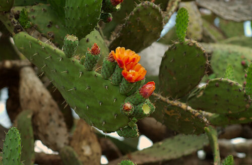 Opuntia tomentosa