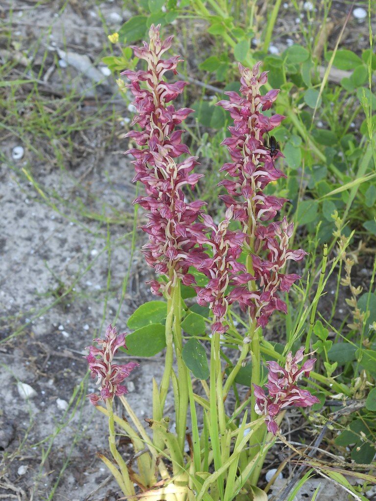 Orchis coriophora (Bug Orchis) — photo