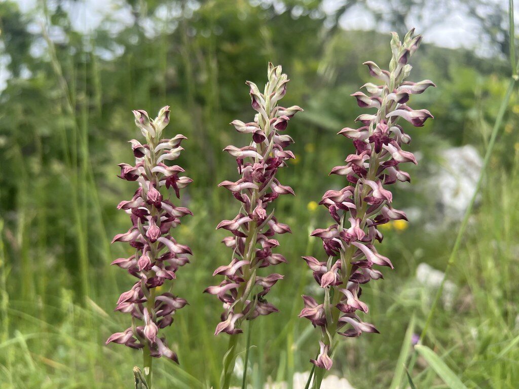 Orchis coriophora (Bug Orchis) — photo