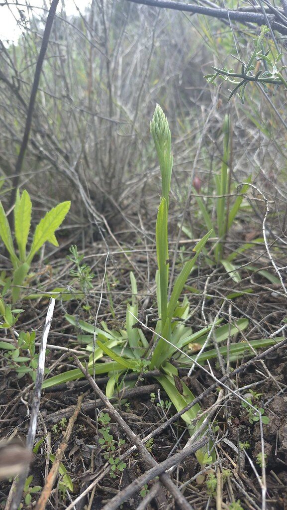 Orchis coriophora