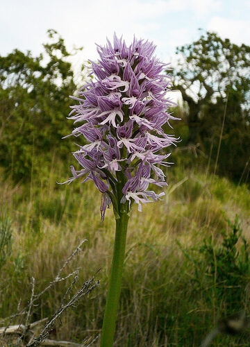 Orchis italica — photo