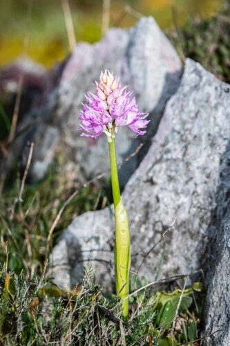 Orchis italica — photo