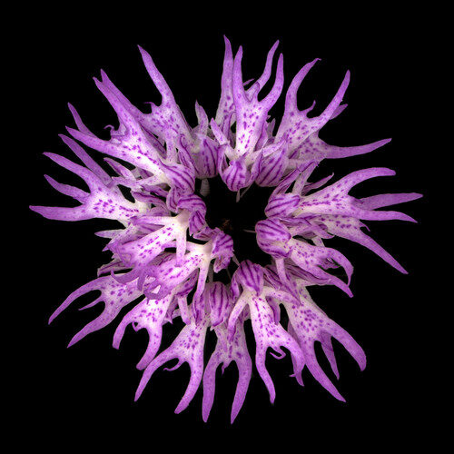 Orchis italica