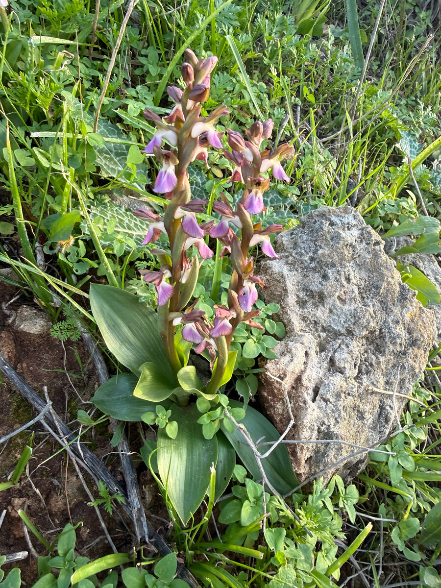 Orchis laxiflora (Marsh Orchis) — photo
