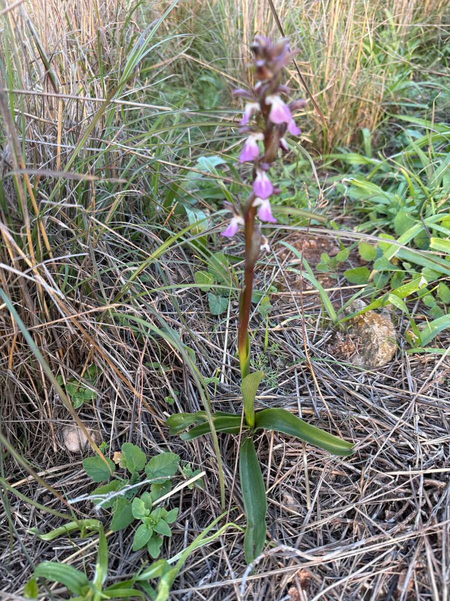 Orchis laxiflora